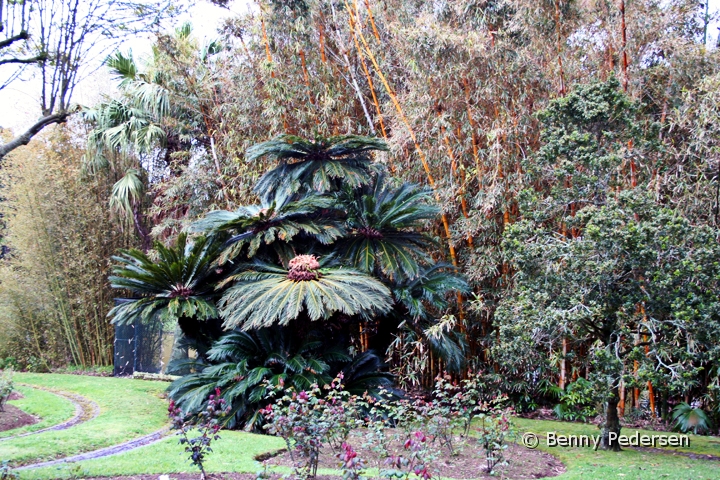 Palaparken i Pt.Delgada 1.jpg - Palæparken i Ponta Delgada